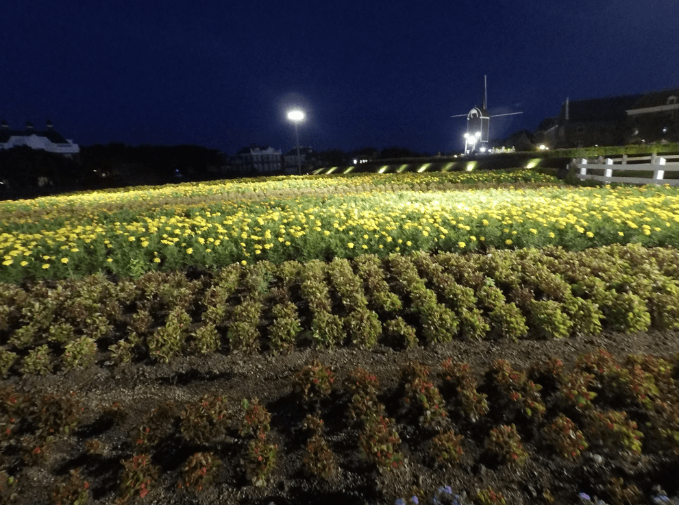 HTB to sky castle flowers2