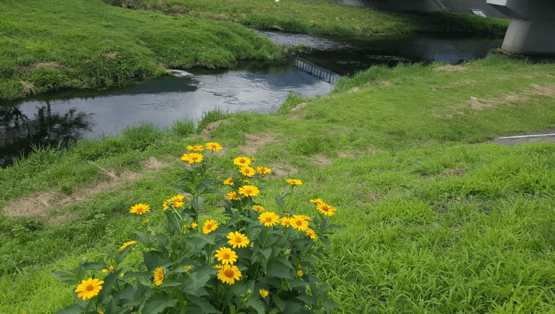 yufuin river side flower