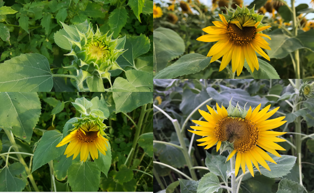 sunflower evolution1