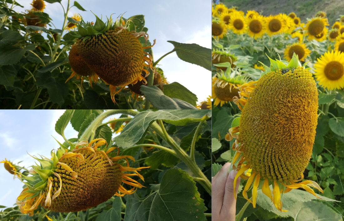 sunflower evolution3