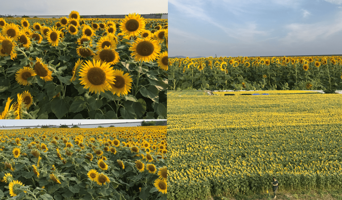 sunflower more and more