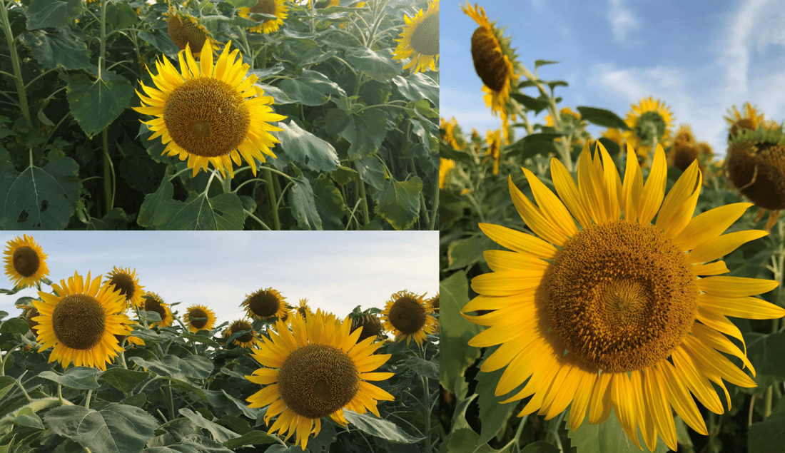 sunflower one and two