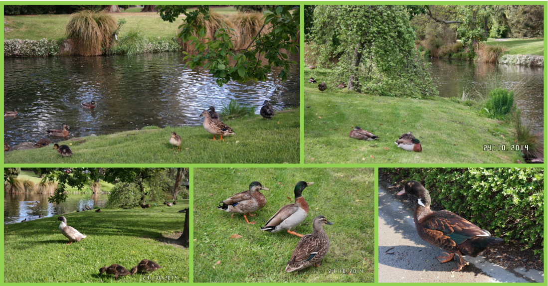 CHC ducks