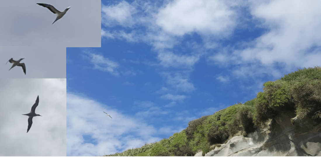 birds from the cliff