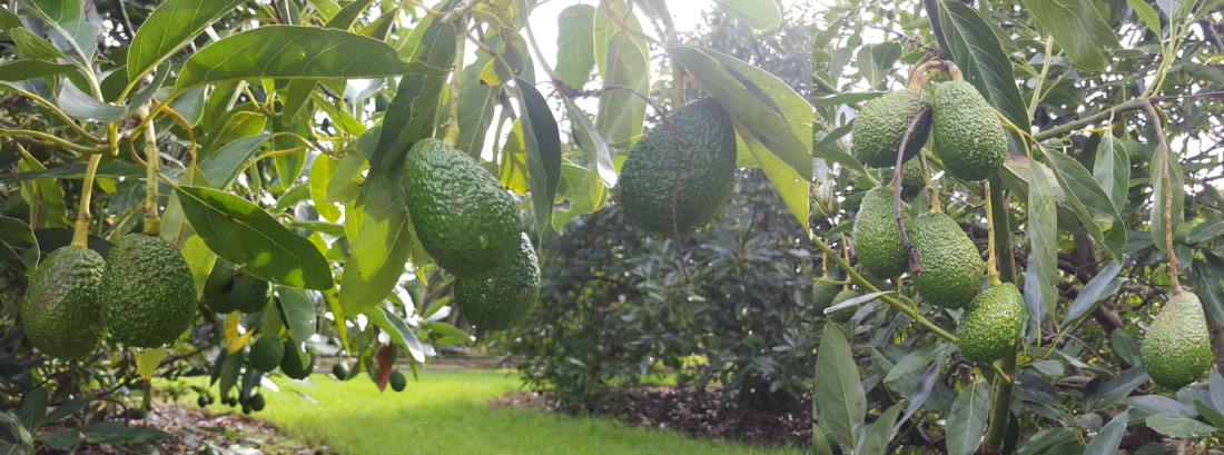 avocado1