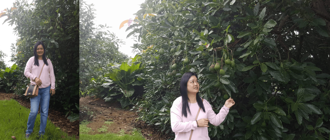 pic by avocado tree1