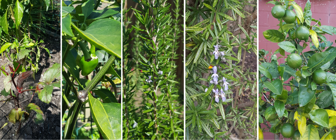 sustainable backyard