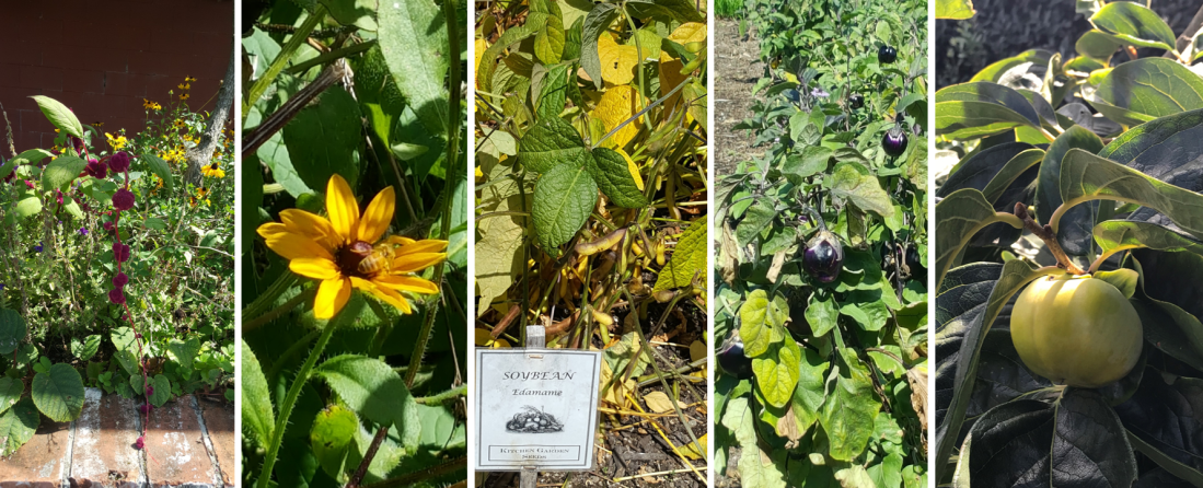 sustainable backyard2