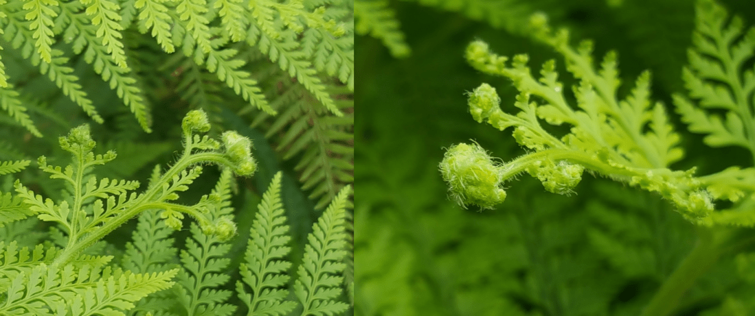fern 2